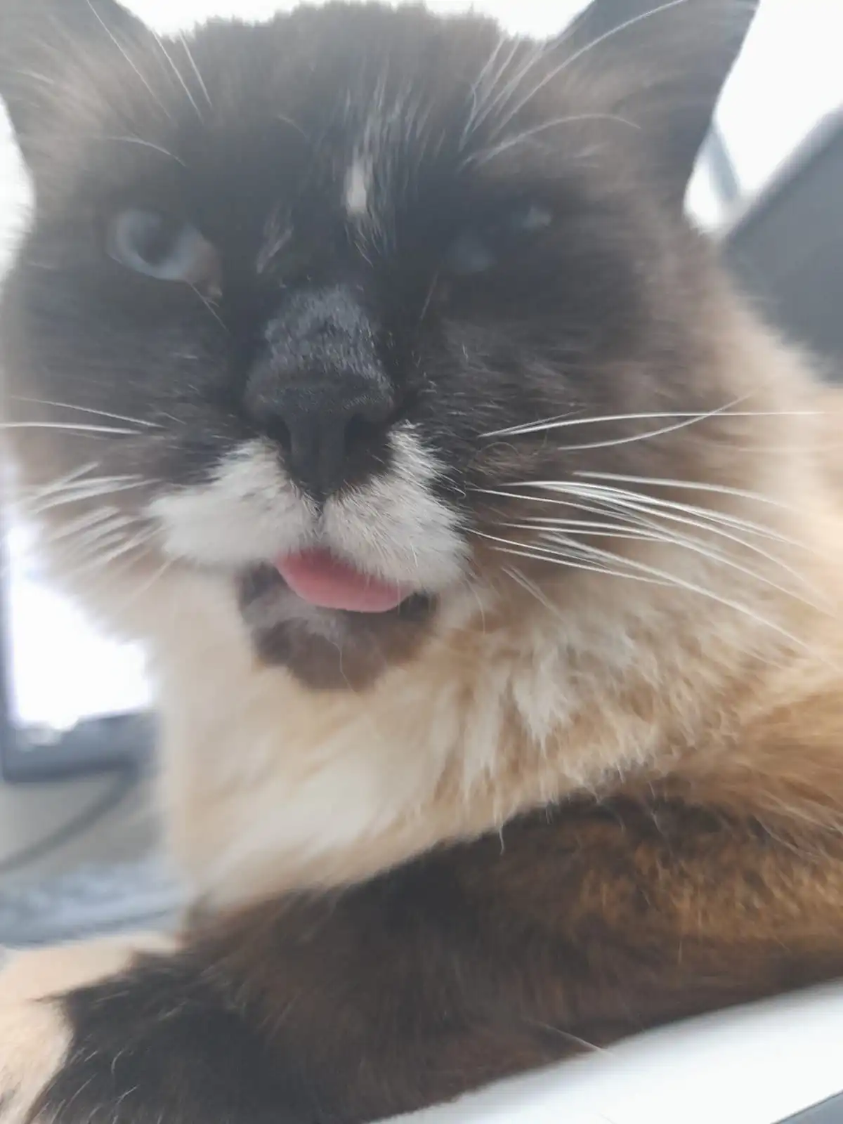 Tutu, gato siamês de olhos azuis, com a língua de fora