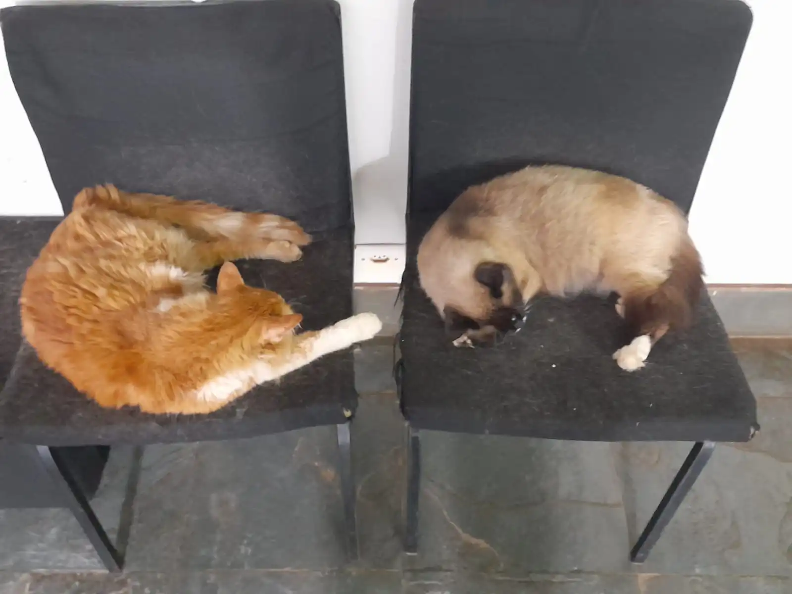Tutu e o gato laranja dormindo em cadeiras lado a lado