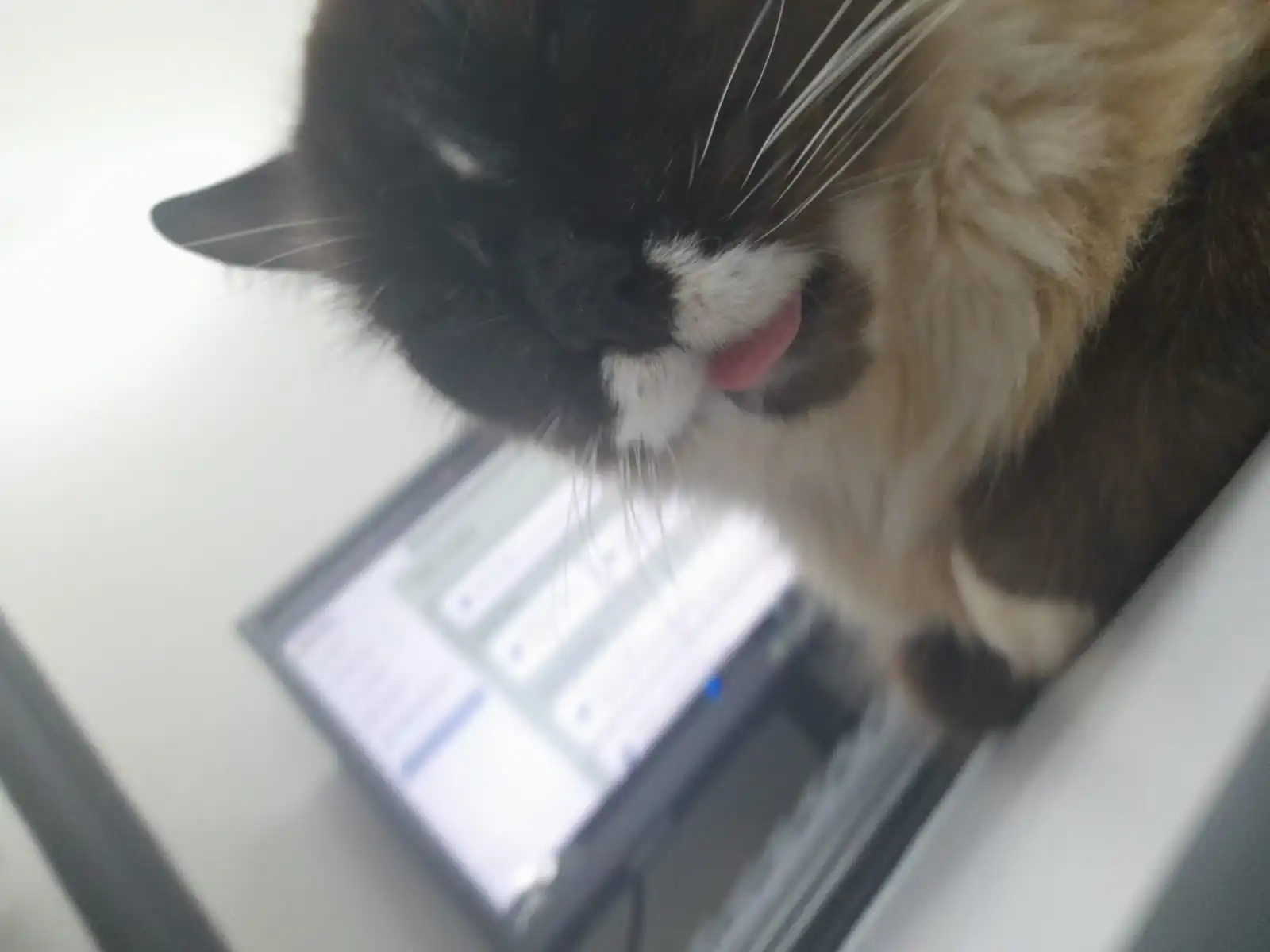 Tutu debruçado sobre o monitor do computador